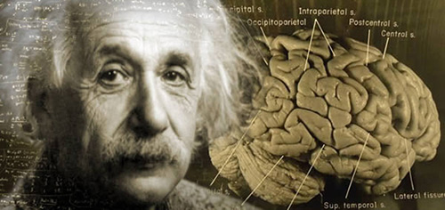 Bộ não của nhà vật lý Einstein có cấu tạo rất đặc biệt. Ảnh: Live Science.